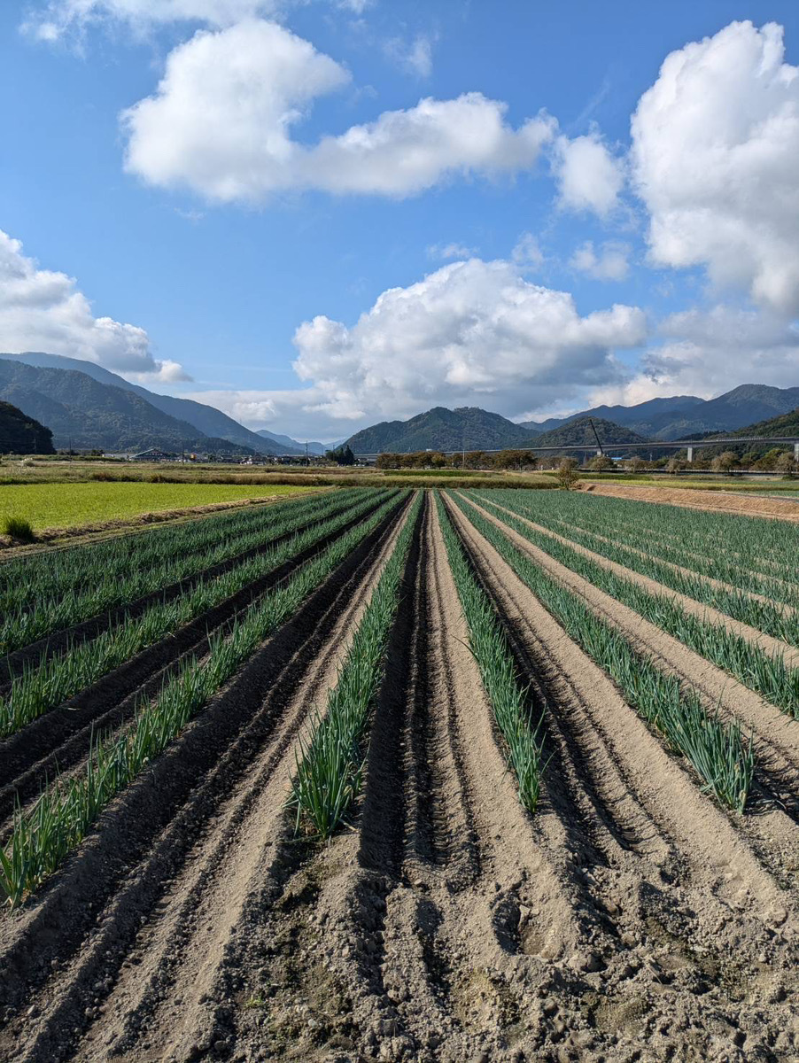朝来市特産 岩津ねぎ 1kg （太さにより7～12本） MLサイズ混載 AS51AB57-1