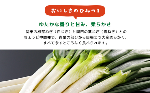 朝来市特産「岩津ねぎ」2kg（箱入り） AS4AC3
