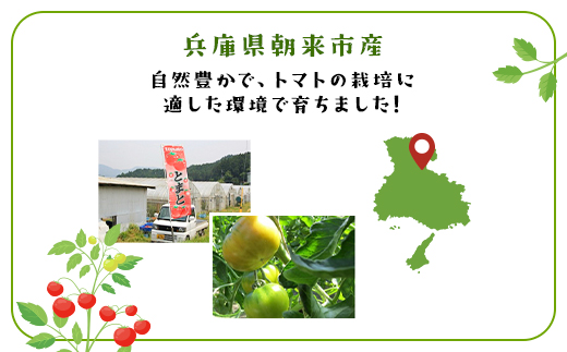 ＼数量限定／ 坪井農園の厳選！こだわりトマト（12～15個入り） 期間限定 限定 トマト とまと 期間限定 人気 桃太郎 桃太郎トマト 桃太郎トマト 美味しい おいしい 夏野菜 野菜 兵庫県 朝来市 AS2BB4