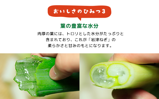 朝来市特産「岩津ねぎ」2kg（箱入り） AS4AC3