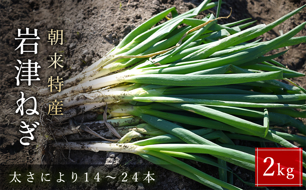 朝来市特産 岩津ねぎ 2kg (太さにより14～24本) MLサイズ混載 AS51AB57-2