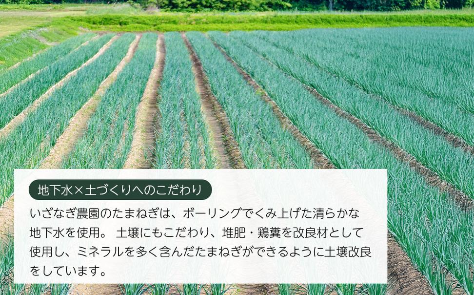 いざなぎ農園の淡路島たまねぎ 10kg　　[玉ねぎ 玉葱]