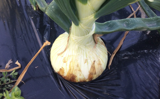 農薬・化学肥料不使用　こだわりの固定種新玉ねぎ【発送