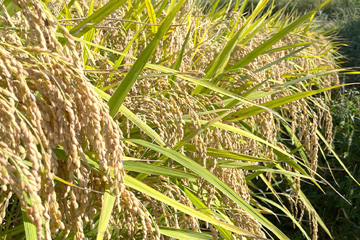 【定期便】淡路島の棚田米　5kg×12回（毎月発送）　精米 白