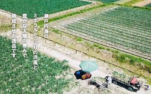 【新たまねぎ】淡路島たまねぎ(5キロ)【発送時期：2026年5月