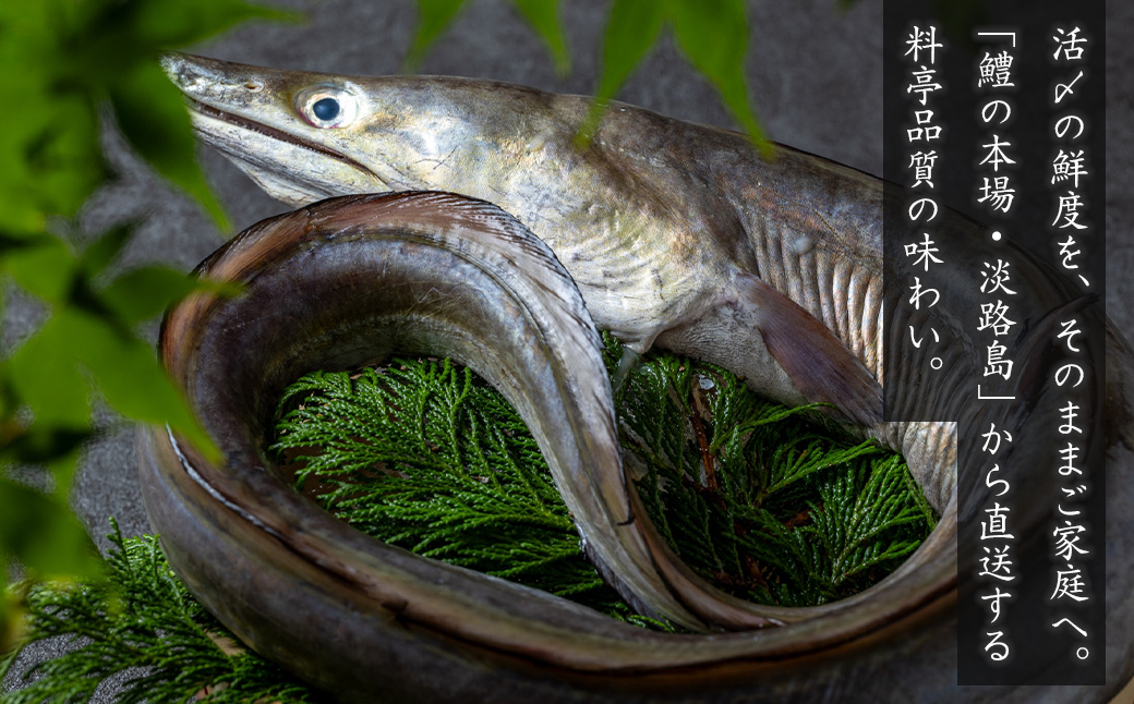 活〆淡路島産 鱧 （はも） 骨切り 【鮮度自慢】 1kg（500ｇ×2