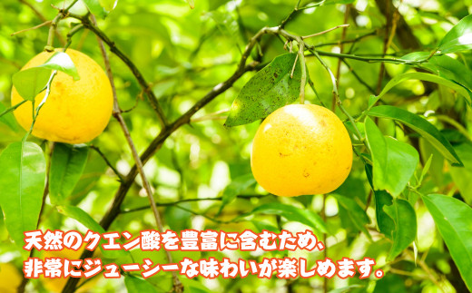 淡路島産　淡路島なるとオレンジ　4ｋｇ