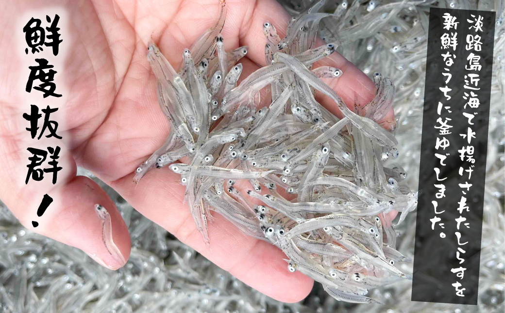 【訳あり】淡路島・藤本水産 しらす釜揚げ 業務用サイズ1kg