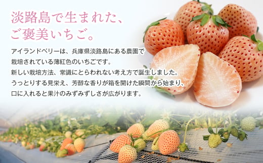 淡路島アイランドベリー　白苺淡雪　Mサイズ【2026年3月発