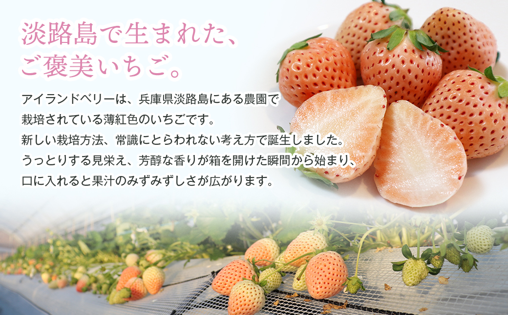 淡路島アイランドベリー　紅白いちご　淡雪/とちおとめ【2