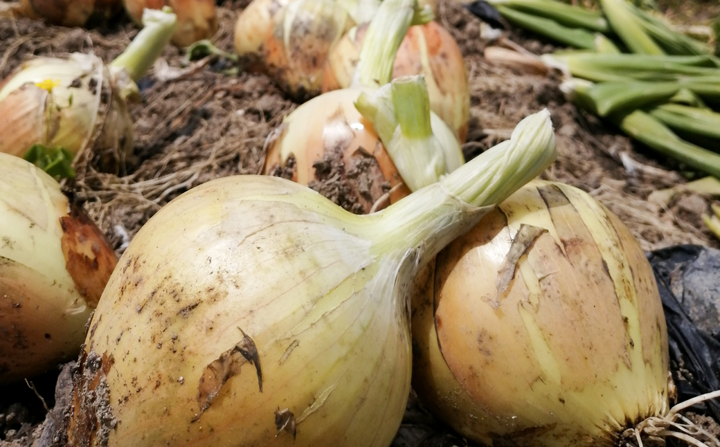 【淡路島のあま～い新玉ねぎ】淡路島ファーム太陽と海 か
