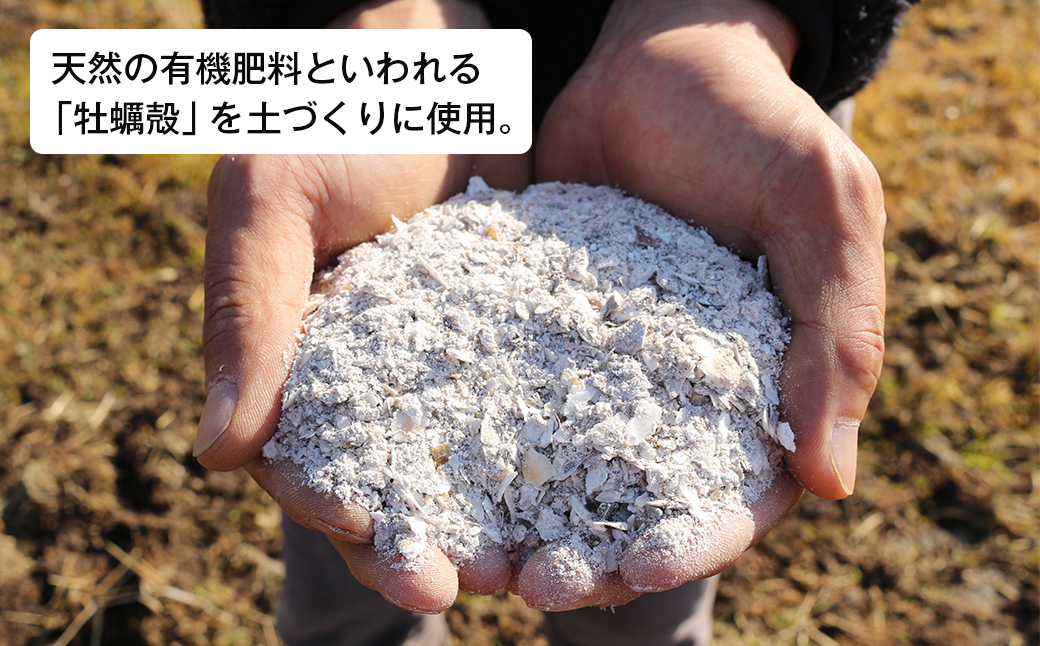 淡路島産玉ねぎオイスターラブ 10kg箱　たまねぎ