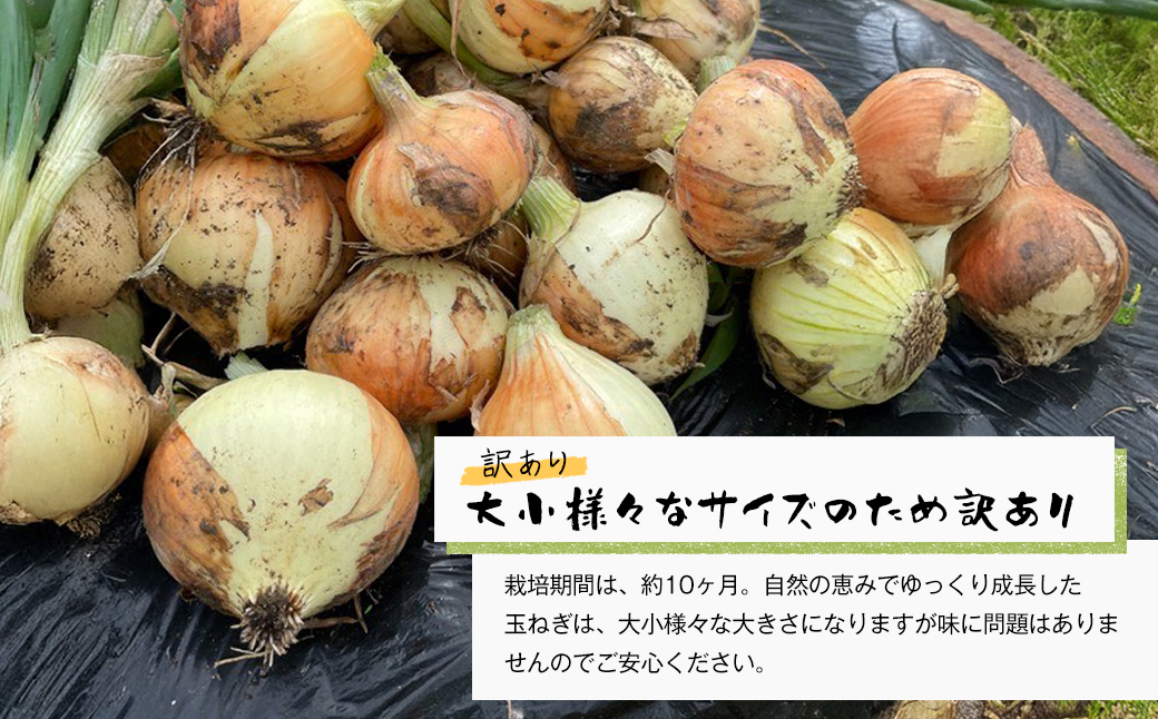 自然栽培玉ねぎ 3kg 《大小様々なサイズのため訳あり》