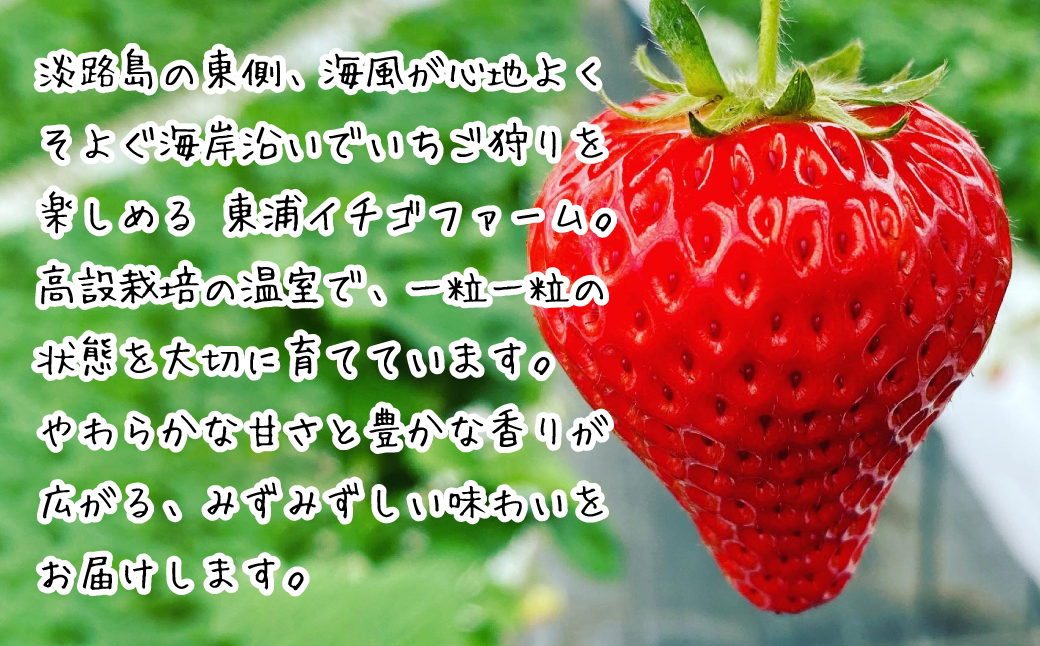 淡路島産いちごセット（紅ほっぺ / ベリーポップすず）【12