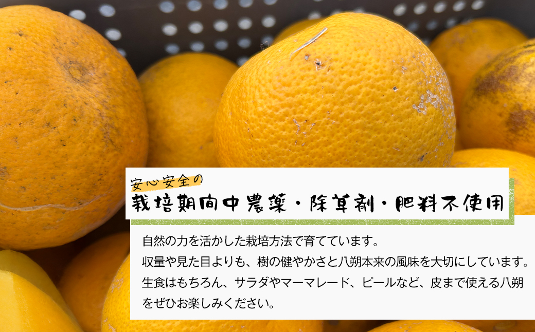 淡路島北淡産 露地栽培八朔（はっさく） -栽培期間中、農
