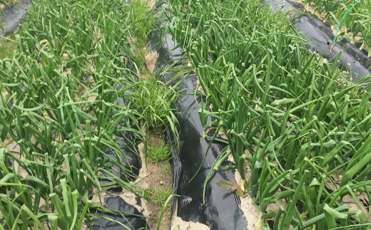 農薬・化学肥料不使用　こだわりの固定種新玉ねぎ【発送