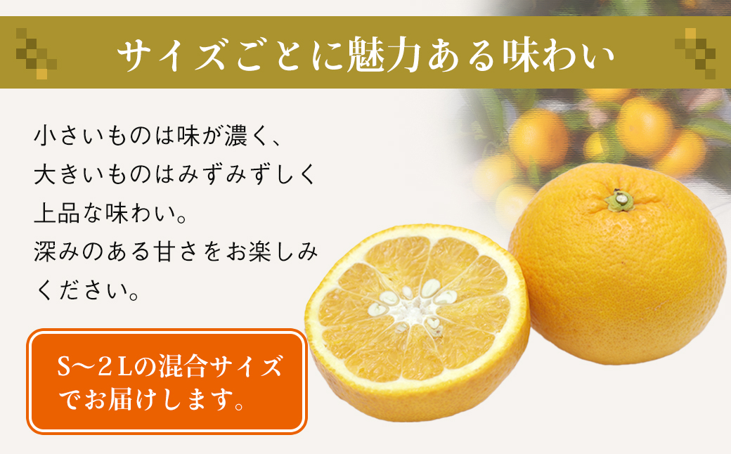 片山農園の淡路島産新甘夏7.5kg【サイズいろいろS～2Lサイズ