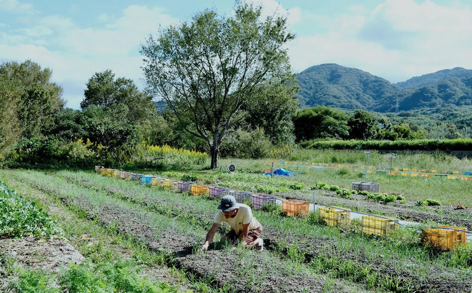 葉玉ねぎ 2.5kg【発送時期：2026年1月中旬～4月上旬頃】