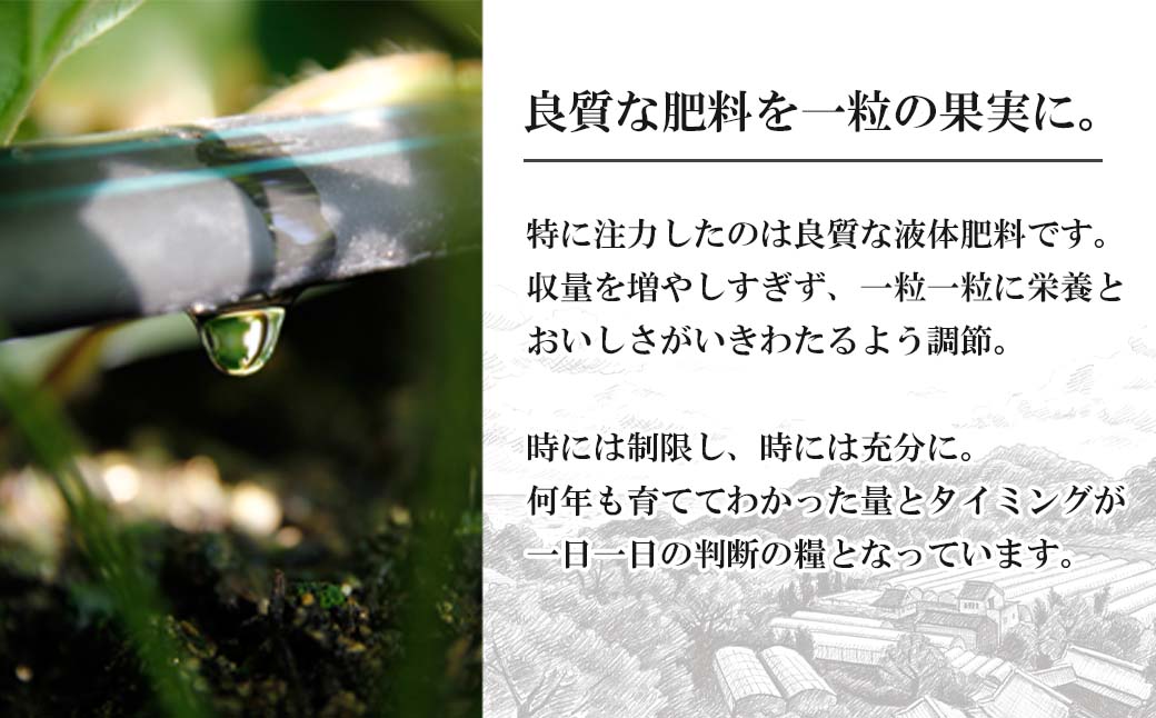 長畠高原苺園 朝採り大粒いちご【1月より順次出荷・お届け