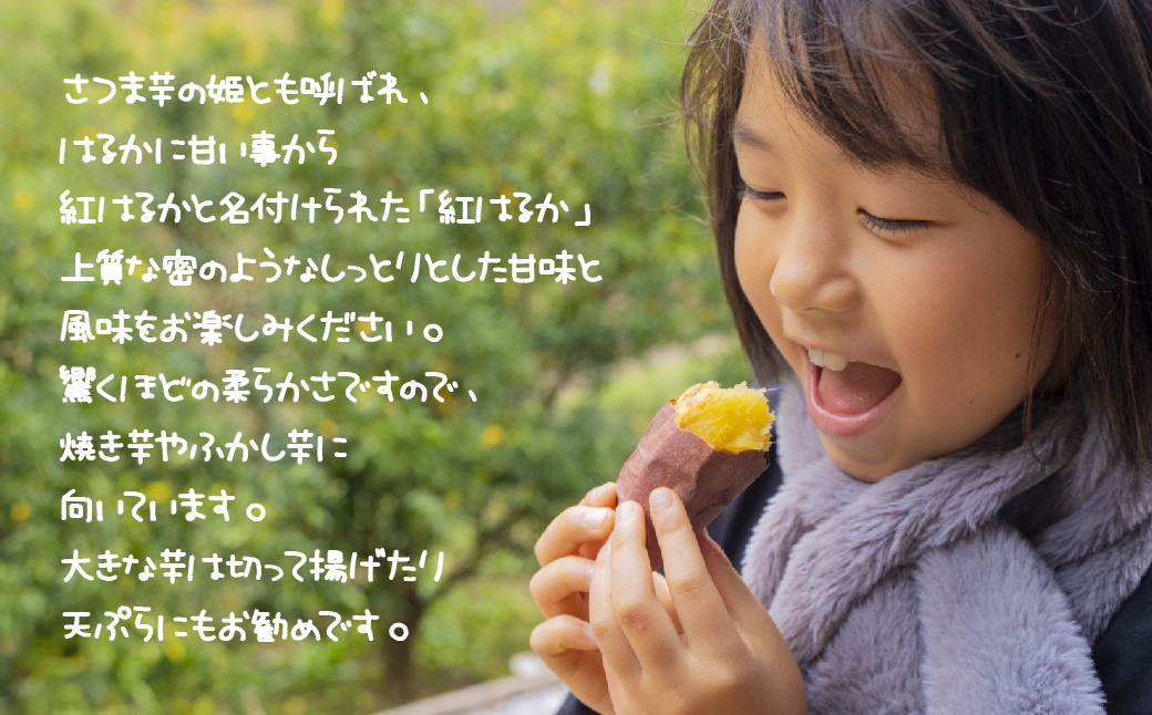 淡路市産さつま芋「土付き紅はるか」大小お任せの5キロ詰