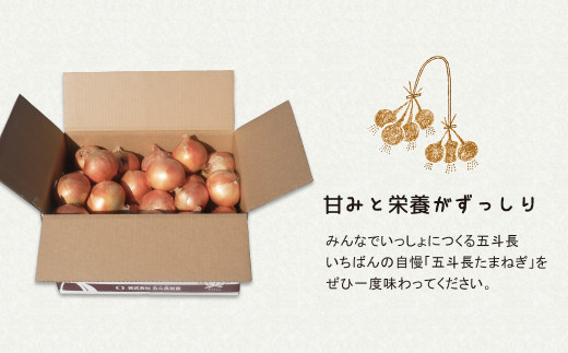 五斗長たまねぎ 20kg（20kg箱×1）　　[玉ねぎ 淡路島 玉葱]