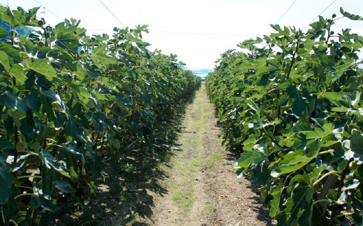 淡路島のイチジク　桝井ドーフィン【発送時期2026年8月中旬