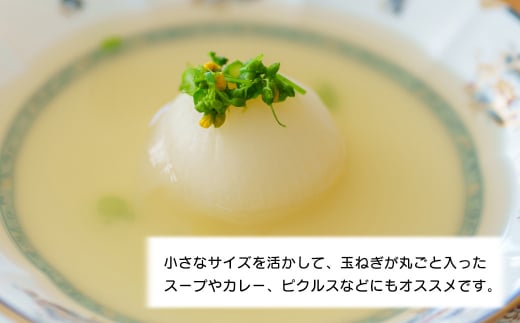 【訳あり】小さな淡路島たまねぎ 2Sサイズ 10kg　　[玉ねぎ 