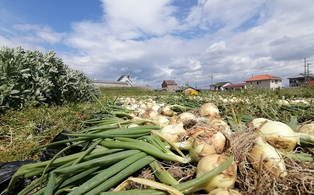 【淡路島のあま～い新玉ねぎ】淡路島ファーム太陽と海 か