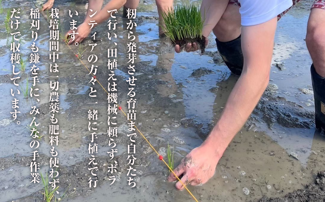 來子道米 ～きしどうまい～ 450g×3個 【栽培期間中、無農薬