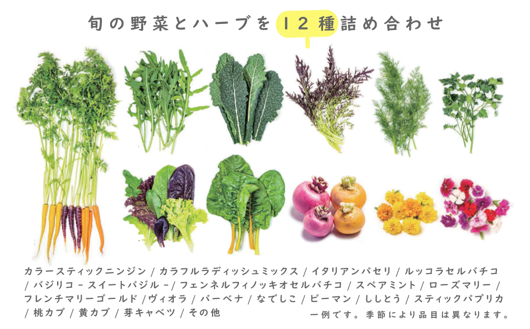 【定期便】彩り野菜と香るハーブセット　１２回お届けセ