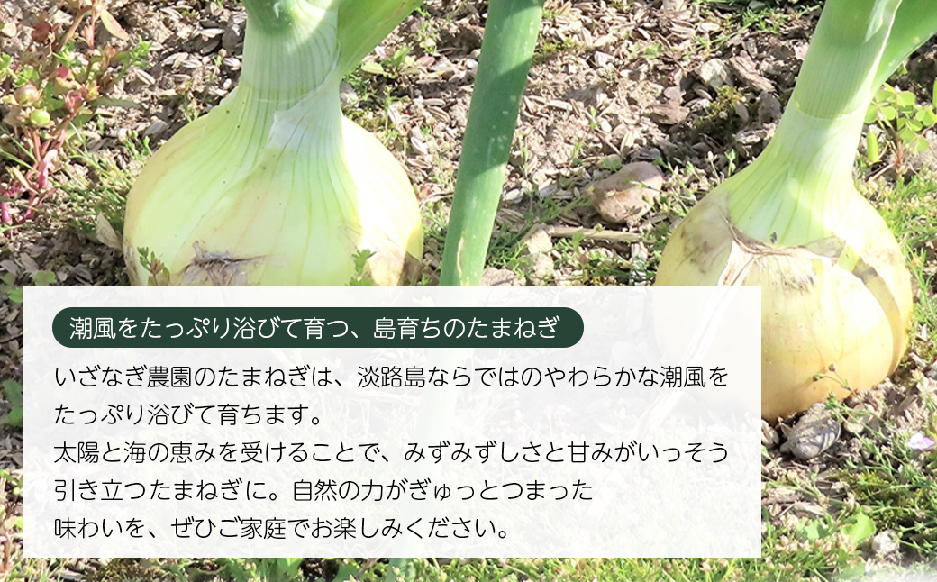 【新たまねぎ】いざなぎ農園の淡路島たまねぎ 5kg【発送時