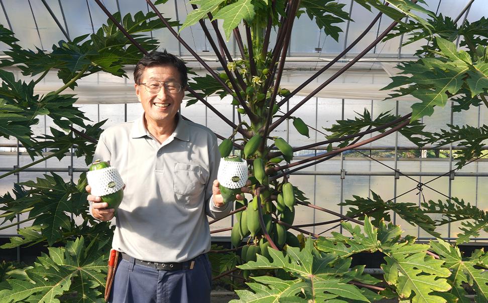 淡路の青パパイヤ 約800g×3個セット　国産 無農薬栽培 スー