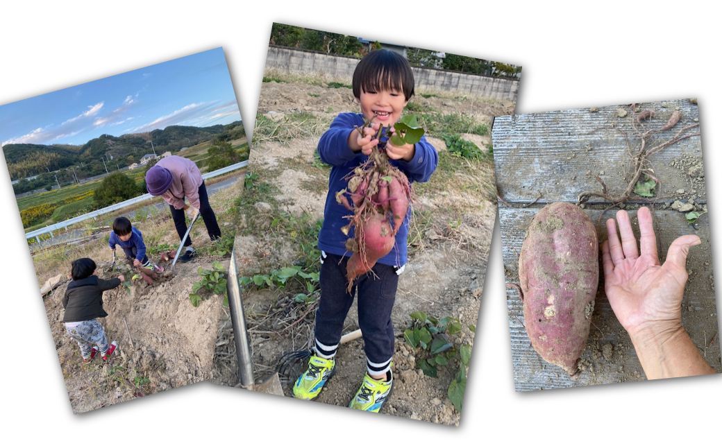 さつま芋堀り体験チケット2名様 【体験時期：9月20～11月20