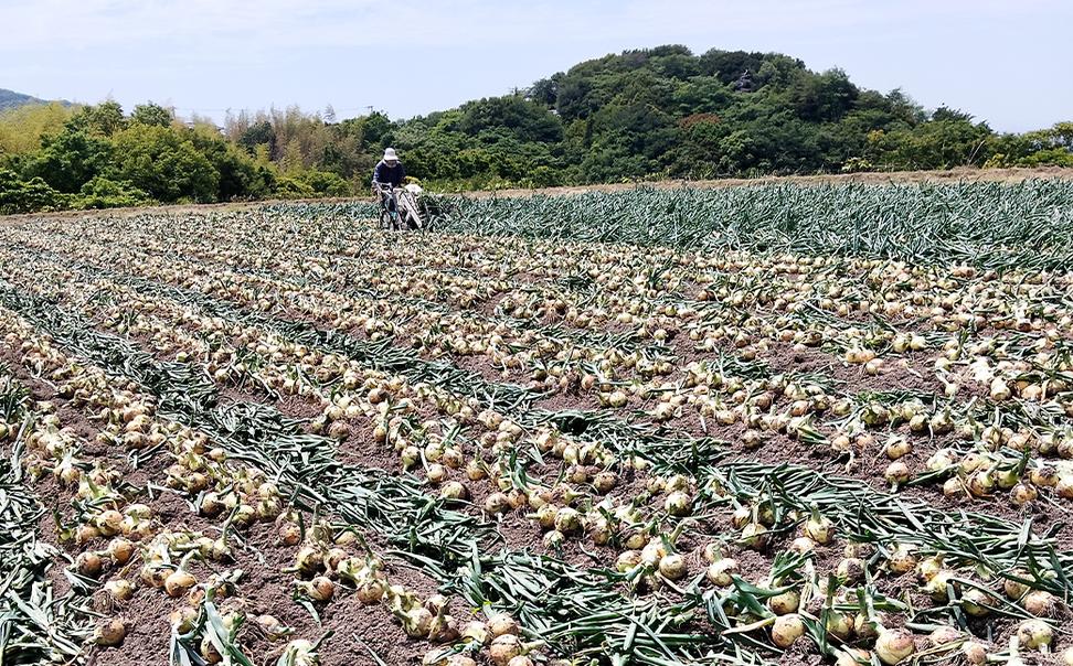 五斗長たまねぎ 10kg　　[玉ねぎ 淡路島 玉葱]