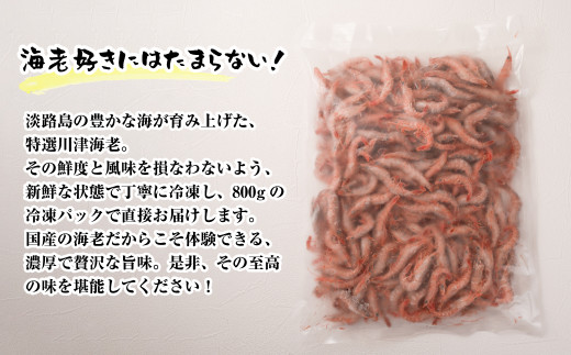 淡路島産 活川津エビ 800g　　[えび 海老]
