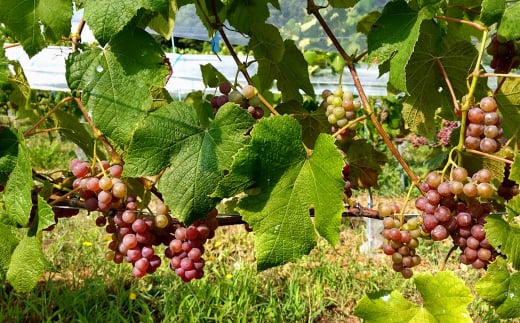 島薫るBlanc -デラウエア-　　[白ワイン]