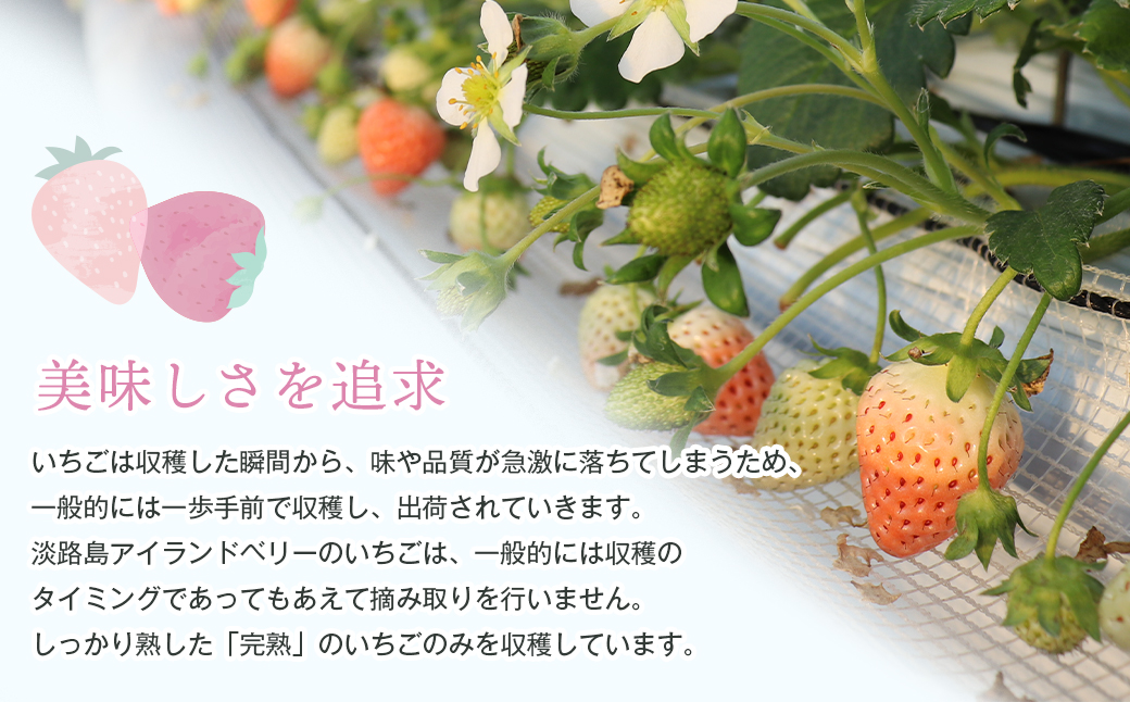 淡路島アイランドベリー　紅白いちご　淡雪/とちおとめ【2