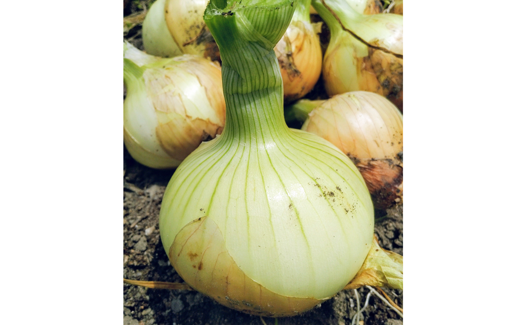 【淡路島のあま～い新玉ねぎ】淡路島ファーム太陽と海 か