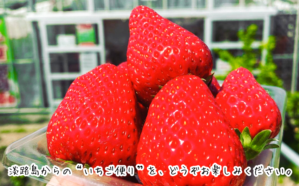 淡路島産いちごセット（紅ほっぺ / ベリーポップすず）【12