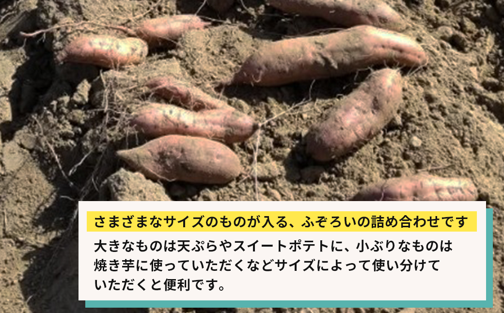 【産地直送】安納芋（淡路島産）土付き　約5kg　不揃い【