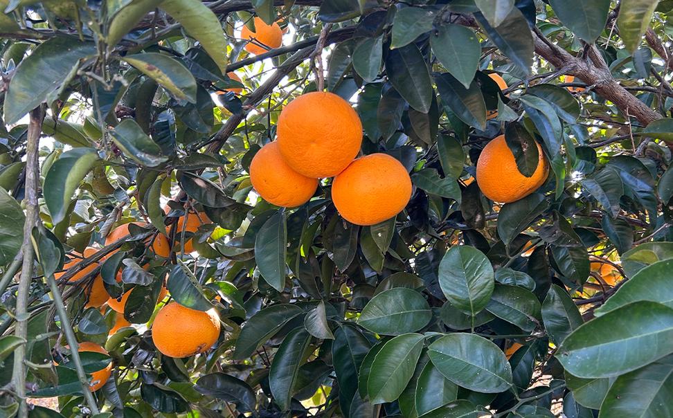 淡路島北淡産 露地栽培八朔（はっさく） -栽培期間中、農