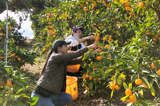 島素材！アイスアップの手作りアイスキャンディー7本セッ