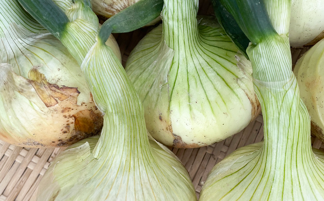【新たまねぎ】淡路島　池上農場の「あやたけ」10kg【発送