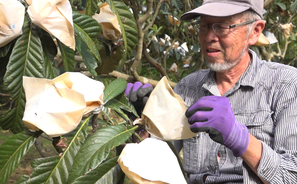 淡路島産びわ茶　5個