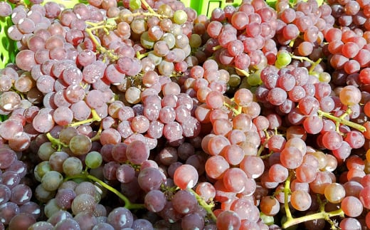 島薫るBlanc -デラウエア-　　[白ワイン]