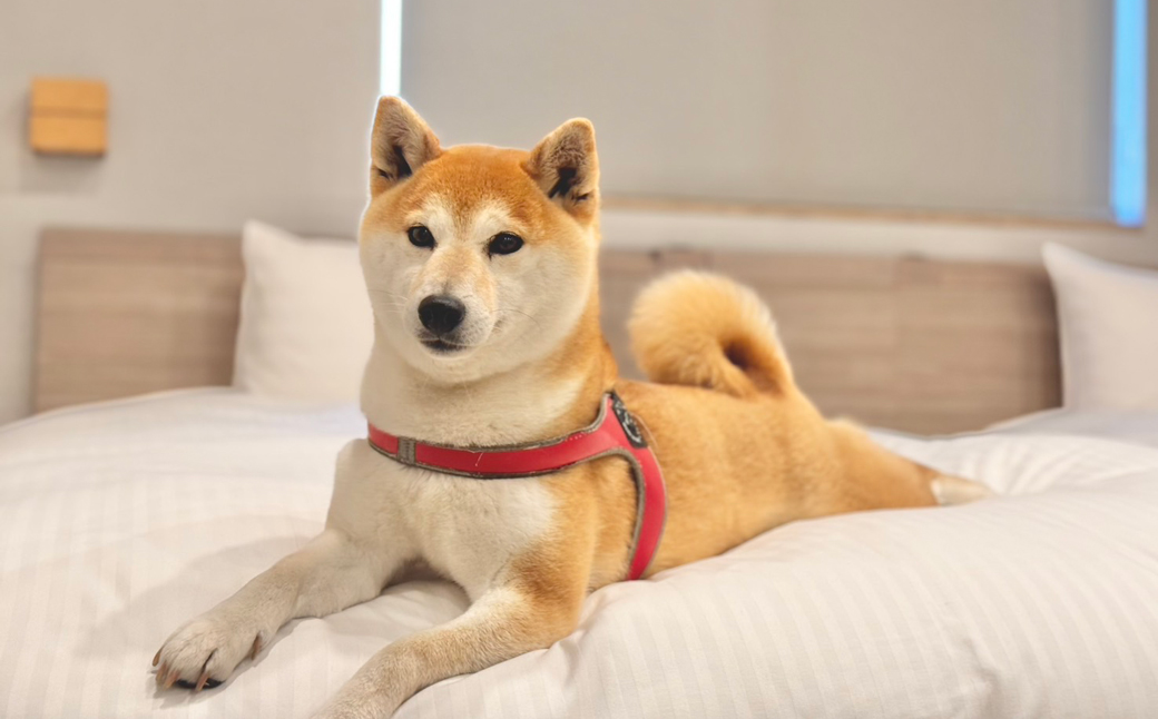 淡路島で愛犬と泊まれる宿<DOGGYWOOD>で使える宿泊ご優待券100