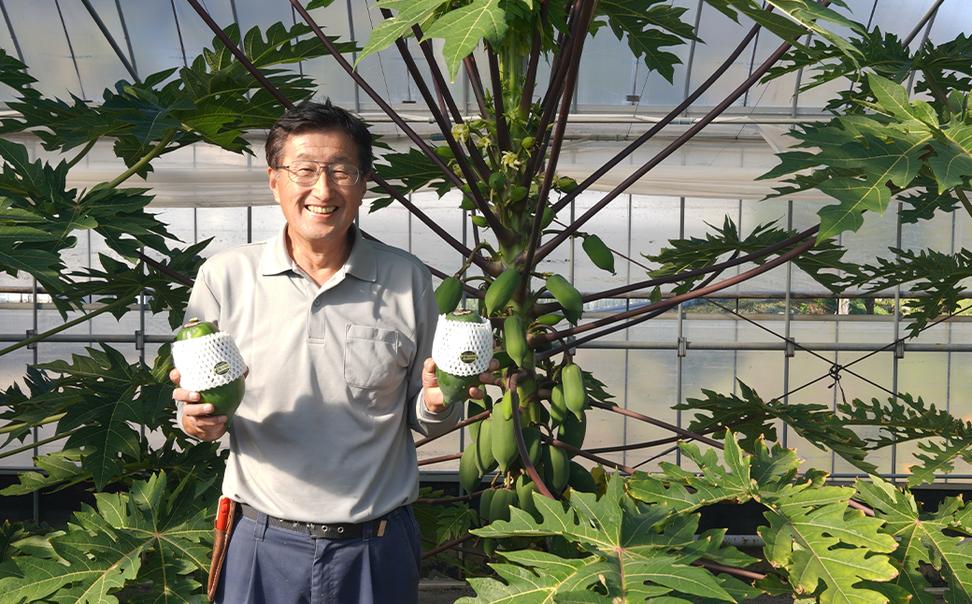 淡路の青パパイヤ1個と青パパイヤピクルス（オリジナル・