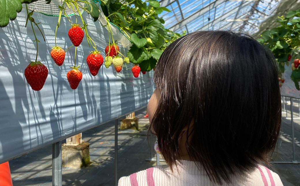 淡路島産いちごセット（紅ほっぺ / ベリーポップすず）【12