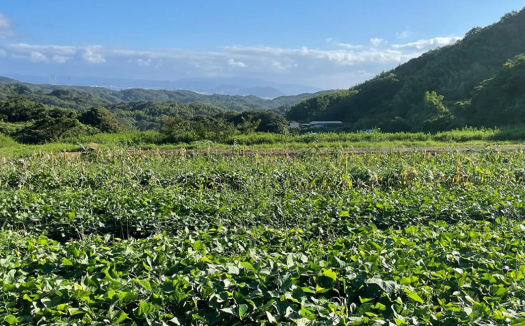 【産地直送】紅はるか（淡路島産）土付き　約5kg　不揃い