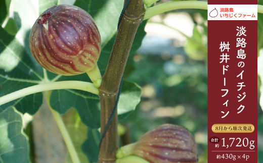 淡路島のイチジク　桝井ドーフィン【発送時期2026年8月中旬